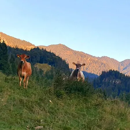 Lechufer, 80m2, Haushälfte Mit Privatem Eingang, Kaminofen, Terrasse, Garten Pinswang