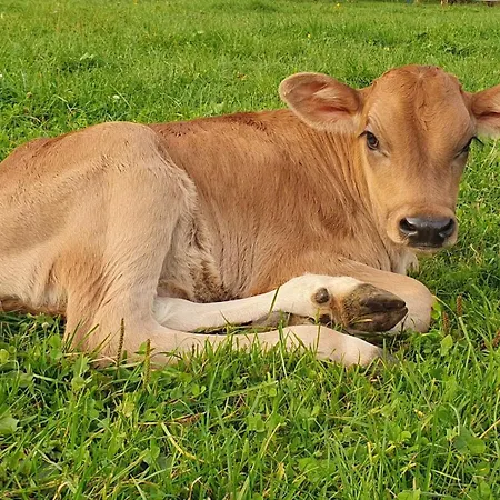 Lechufer, 80m2, Haushaelfte Mit Privatem Eingang, Kaminofen, Terrasse, Garten