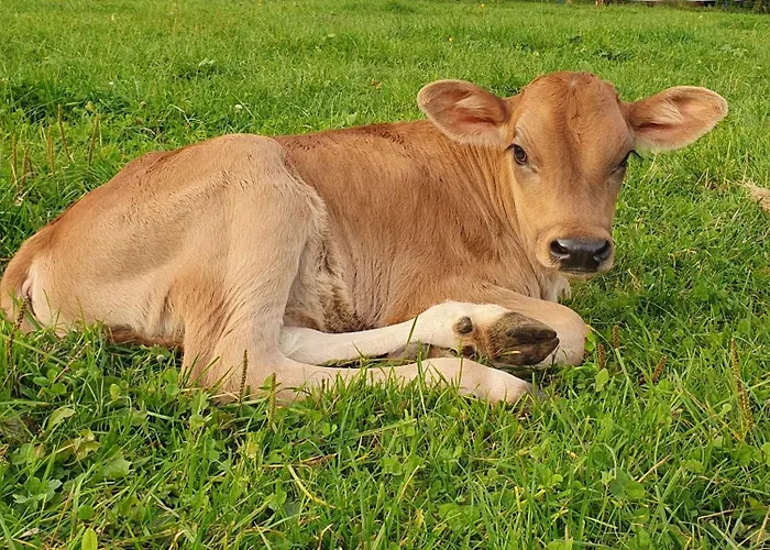 Lechufer, 80m2, Haushaelfte Mit Privatem Eingang, Kaminofen, Terrasse, Garten